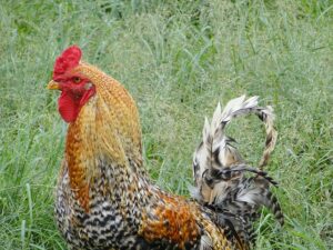 Chicken Diseases