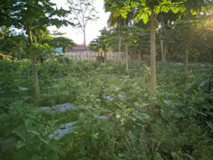 food forest design