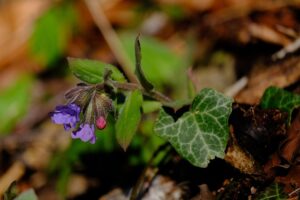 growing Lungwort