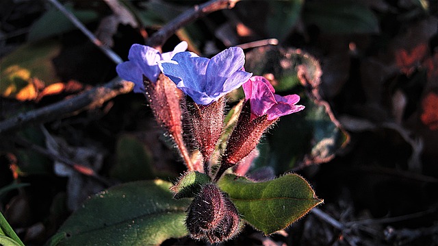 how to grow lungwort