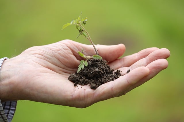 Plant Propagation Techniques